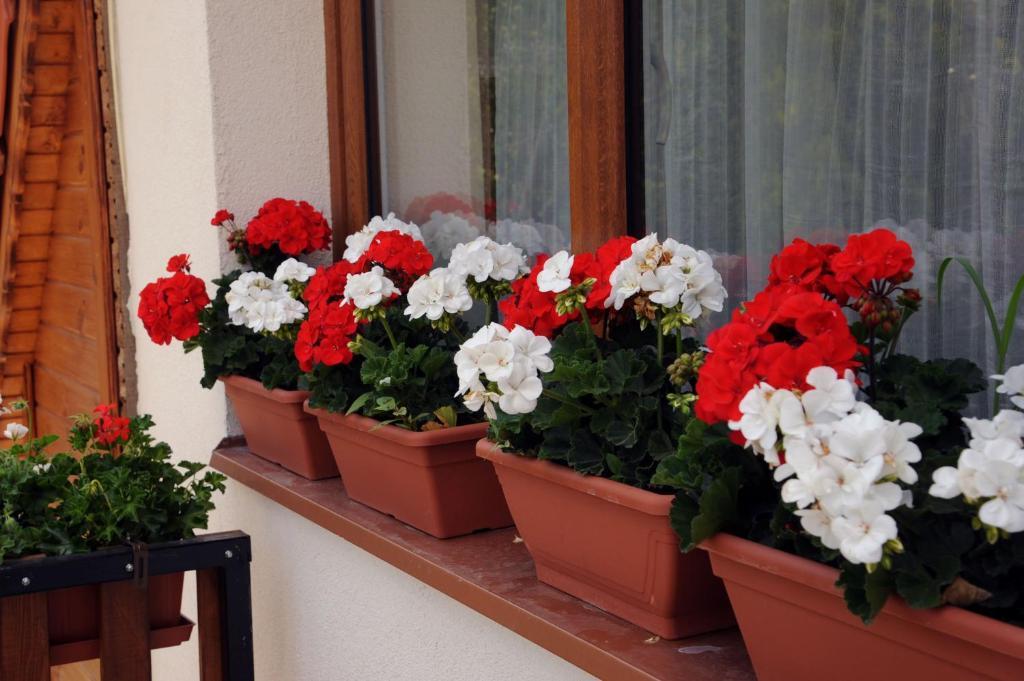 Arany Szolo Wellness Apartmanhaz Heviz Room photo